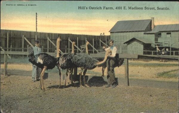 Tiere Vogel Strauss Hills Ostrich Farm Seattl