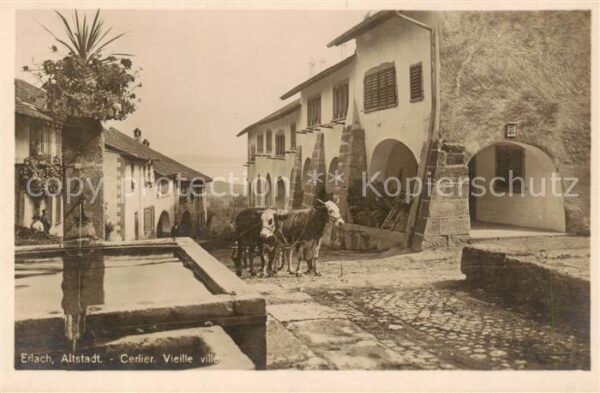 Erlach BE Altstadt Brunnen Ochsenkarren