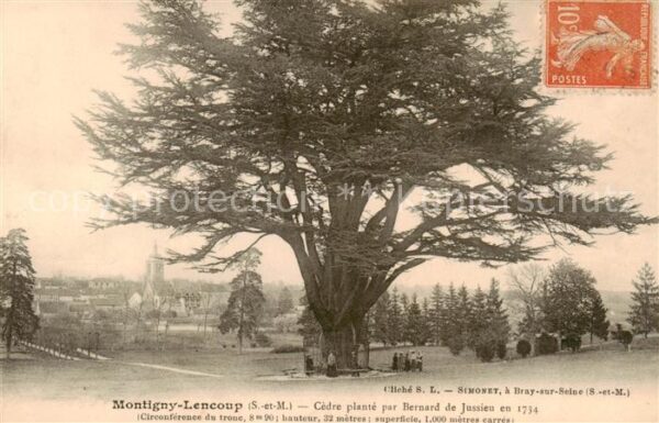 Montigny 77-Lencoup Seine-et-Marne Cedre plante par Bernard de Jussieu en