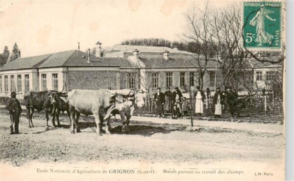 Grignon Thiverval 78 Yvelines Ecole Nationaled’Agriculture Boeufs par