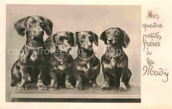 Dackel Dachshund Teckel Hunde dogs Chien