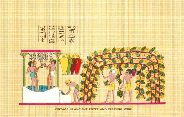 Wein Vintage in Ancien Egypt and Pressing Wi