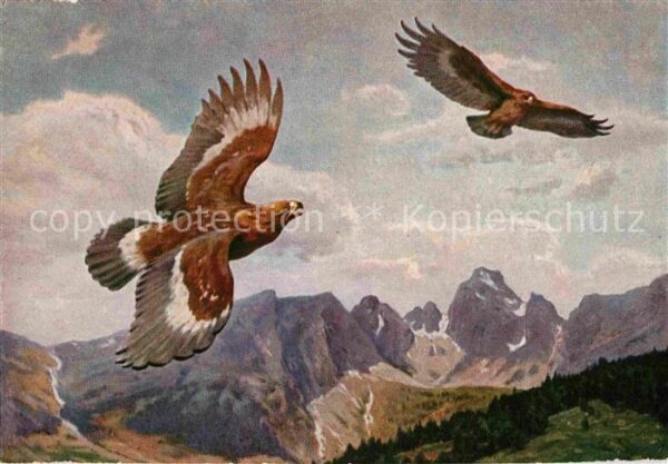 Kuenstlerkarte Hans Schmidt Kreisende Adler