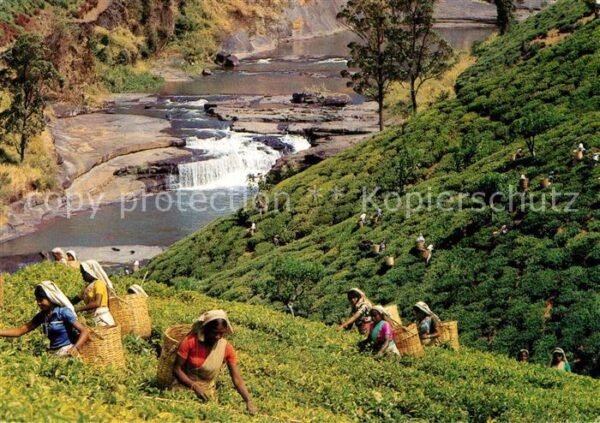 Sri Lanka Tea Plantation Tea Pluckers