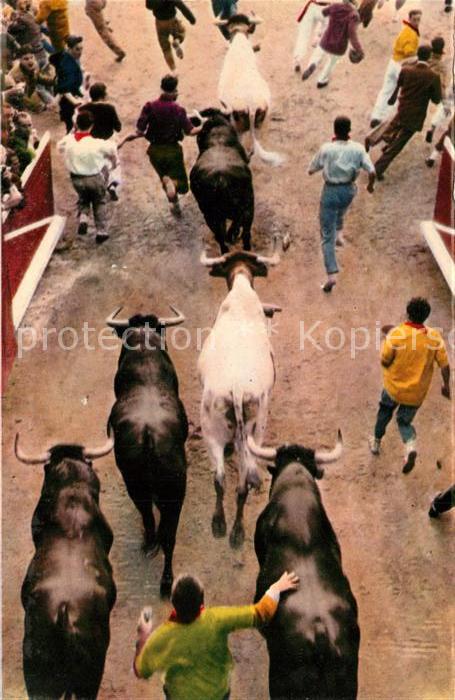 Pamplona Navarra Los toros entran en la plaza con los mo