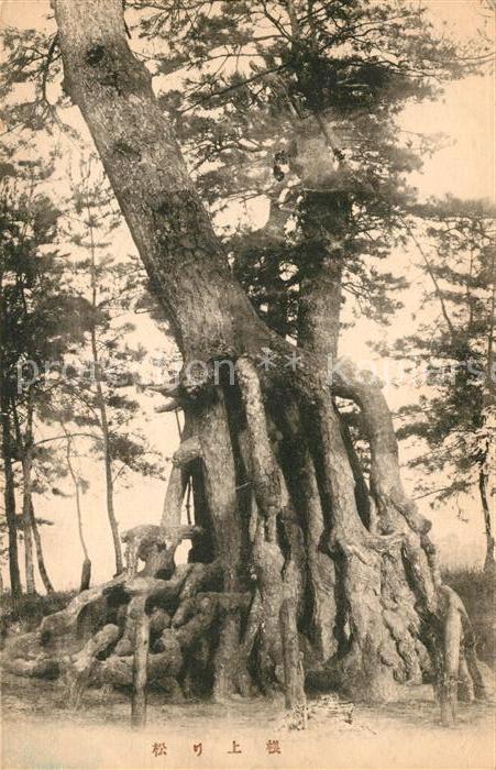 Japan Nadelbaum mit vielen Wurzeln