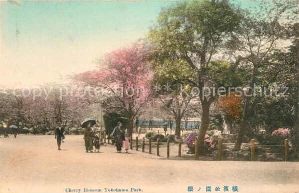 Yokohama Cherry Blossom Park