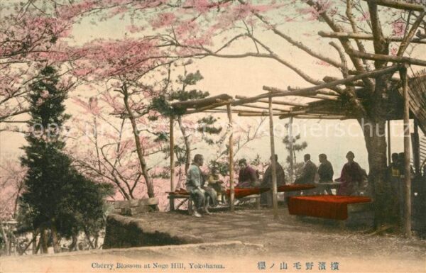 Yokohama Cherry Blossom Nogo Hill