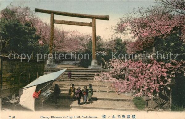 Yokohama Cherry Blossom Nogo Hill