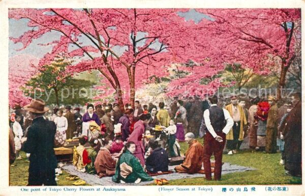 Tokyo Cherry Flowers Asukayama