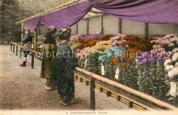 Japan Chrysanthemum Show