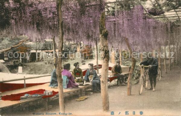 Kasugabe Wisteria Blossom