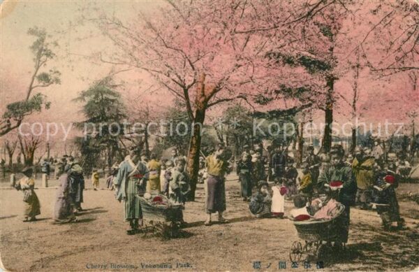Yokohama Cherry Blossom Yokohama Park