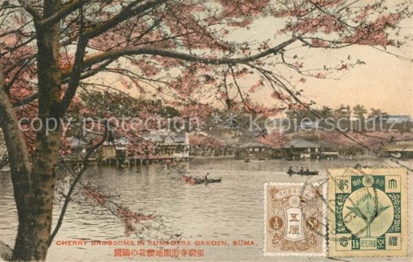 Suma Japan Cherry Blossoms in Sumagera Garden