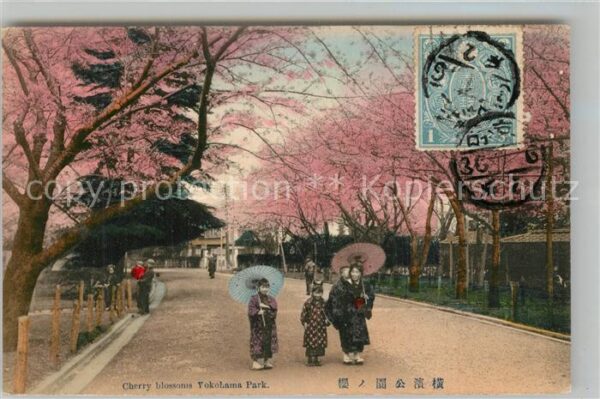 Yokohama Cherry Blossoms Yokohama Park