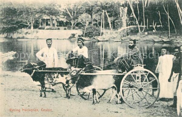 Ceylon Sri Lanka racing Hackeries