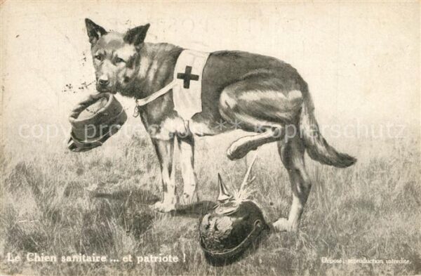 Hunde Sanit?tshund pinkelt auf Pickelhaube WK