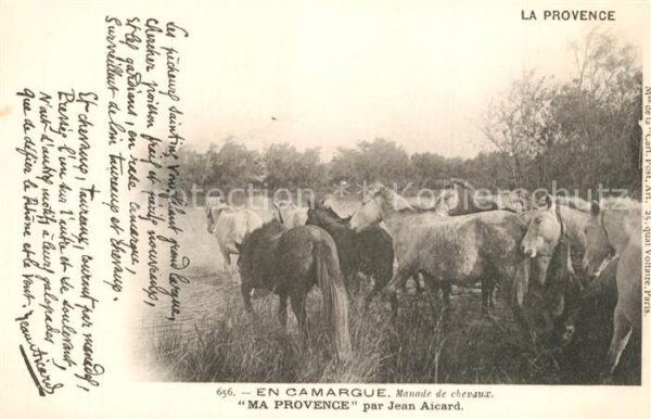 Pferde Camargue Manade de Chevaux