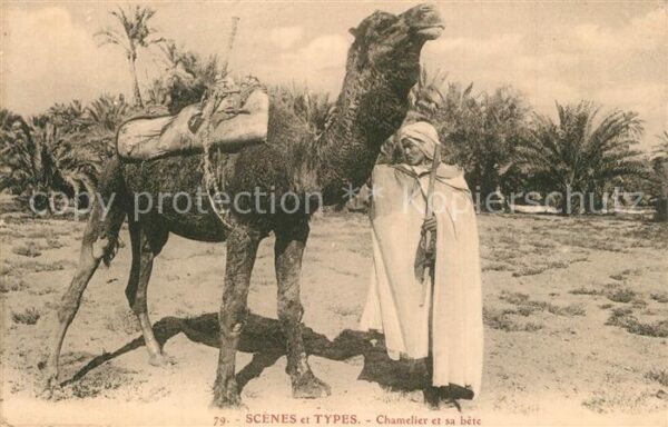 Kamel  Camel Chameau Chamelier