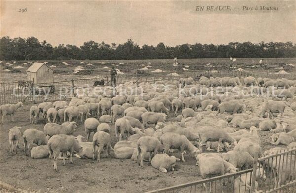 Schafe En Beauce Parc a moutons