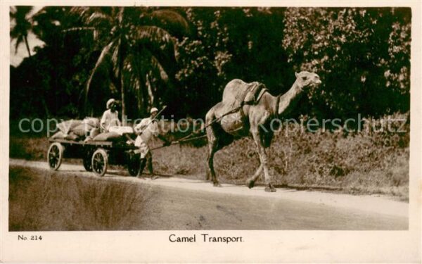 Mombasa Camel Transport