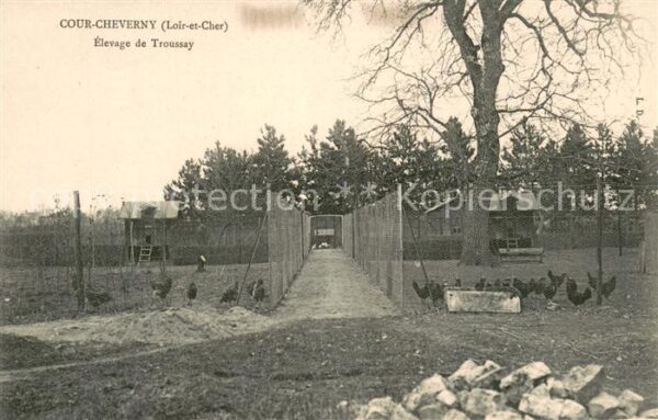 Cour-Cheverny Elevage de Troussay