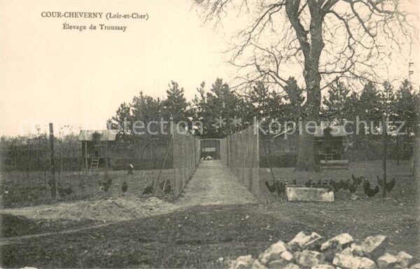 Cour-Cheverny Elevage de Troussay