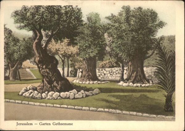 Jerusalem Yerushalayim Jerusalem Garten Gethsemane