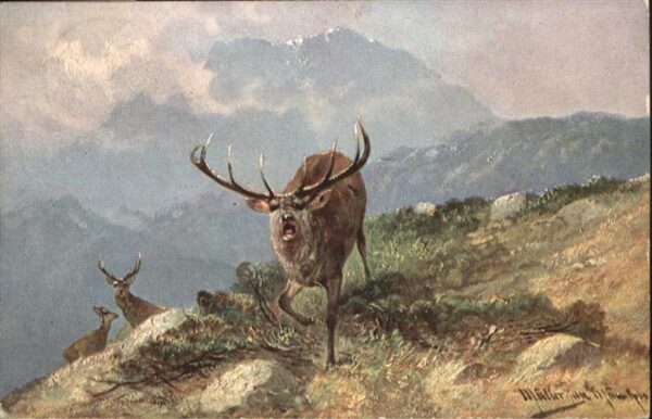 Tiere Hirsch