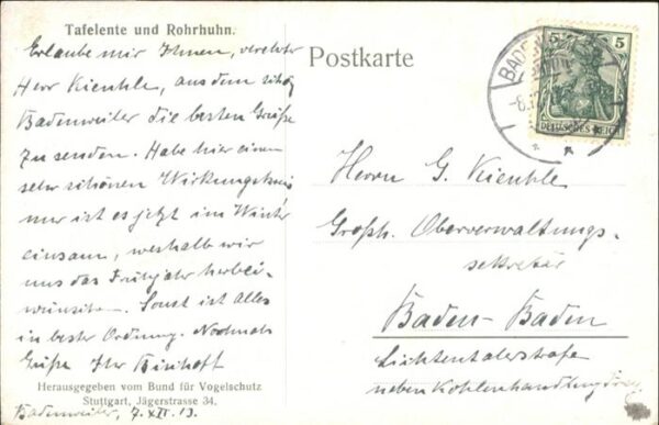 Tiere Enten Tafelente Rohrhuhn – Bild 2