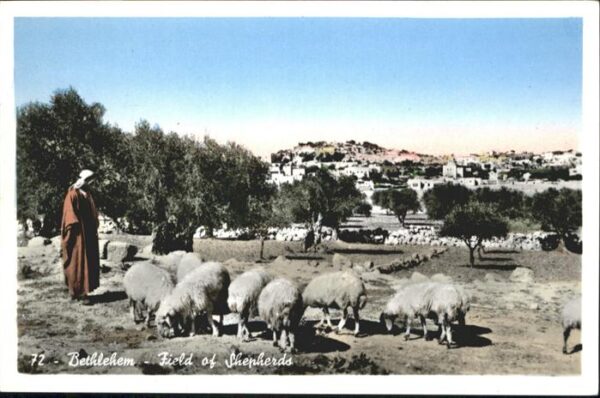 Bethlehem Yerushalayim  Field Shepherds Schafe