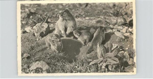 Tiere Murmeltier Familie