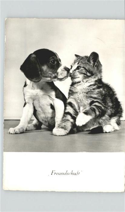 Hunde Katze