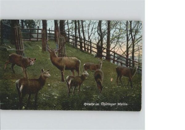Tiere Hirsche Thüringer Wald
