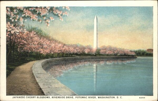 Washington DC Japanese Cherry Blossoms Potomac River