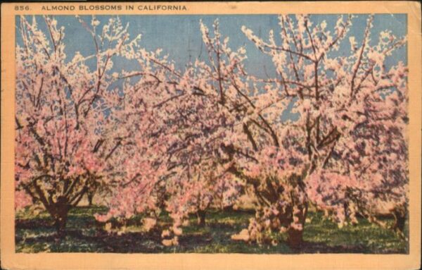 California City Almond Blossoms