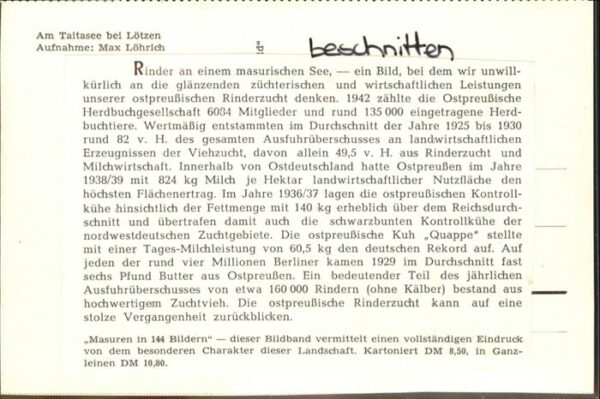 Loetzen Masuren Gizycko Taitasee Kühe – Bild 2