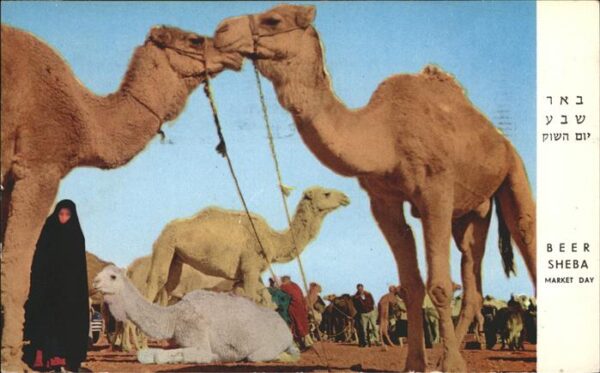 Kamel  Camel Chameau Beer Sheba