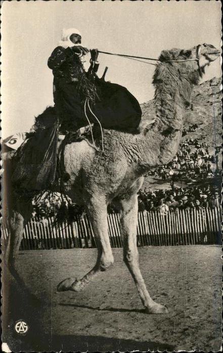 Kamel  Camel Chameau Nord-Afrika