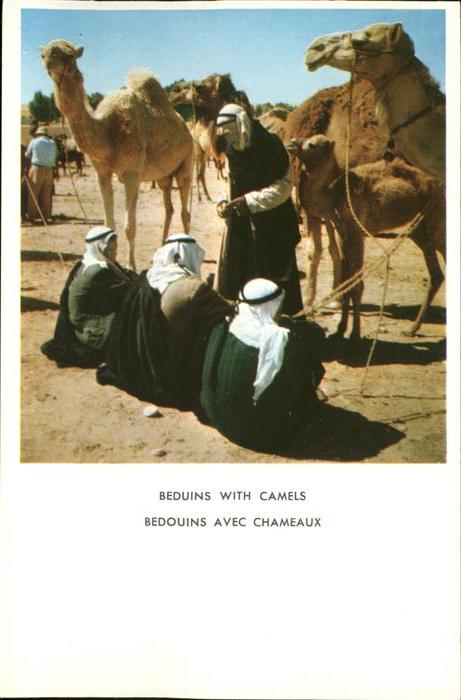 Kamel  Camel Chameau Araber Beduinen