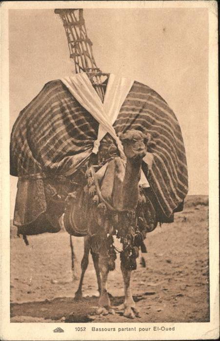 Kamel  Camel Chameau Bassours partant pour El-Qued Tunesien