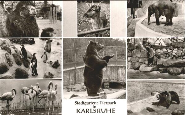 Tiere Stadtgarten Tierpark Karlsruhe Bär Ping