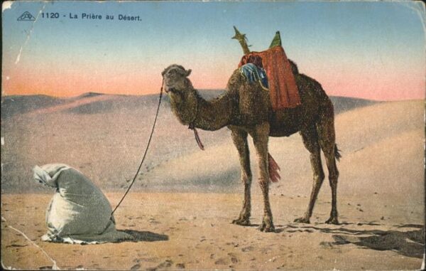 Kamel  Camel Chameau Wüste La Priere