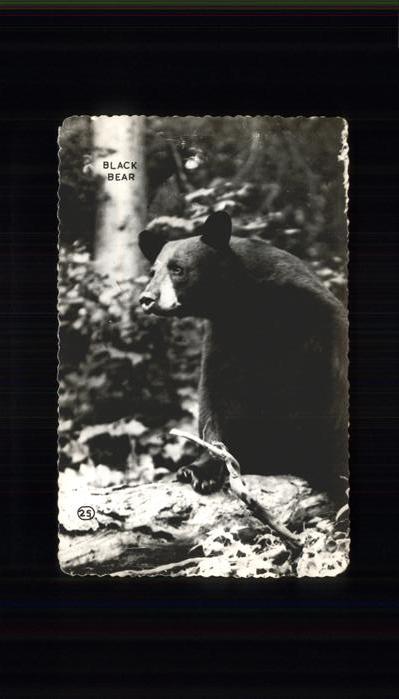 Baeren Black Bear St. Charles