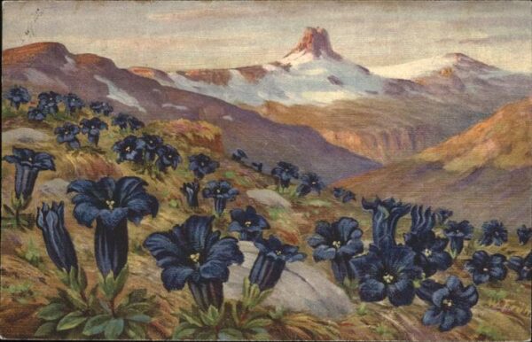 Blumen Gentiana acaulis