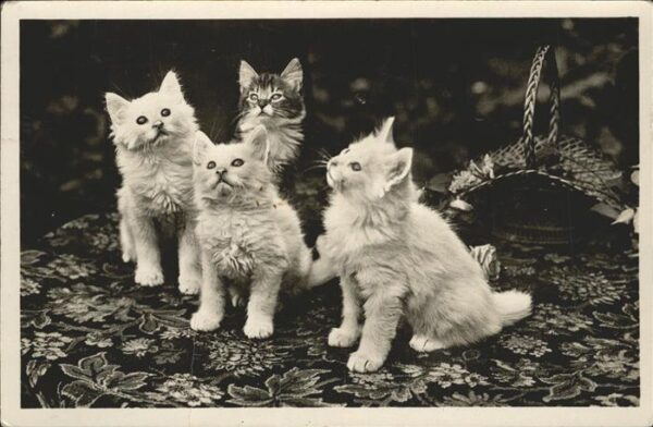 Katzen