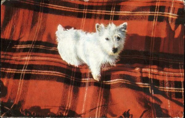 Hunde