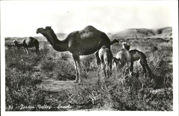 Kamel  Camel Chameau Jordan