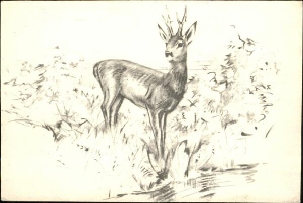 Tiere Rehbock Floris Tiele