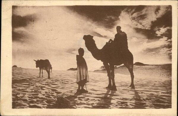 Kamel  Camel Chameau Wüste